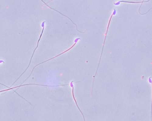 武汉靠谱代孕价格表,武汉同济医院做三代供卵试管要多少钱？武汉做供卵试管