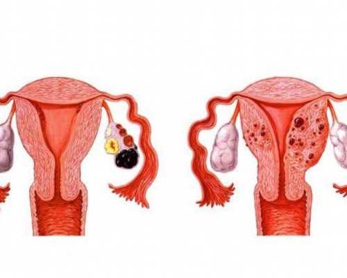 移植时鲜肧冻胚怎样选？